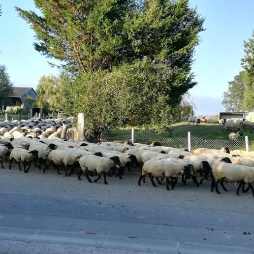 un branco di pecore che percorrono una strada di Gites les 2 Clos au pied du Mont a Pontorson