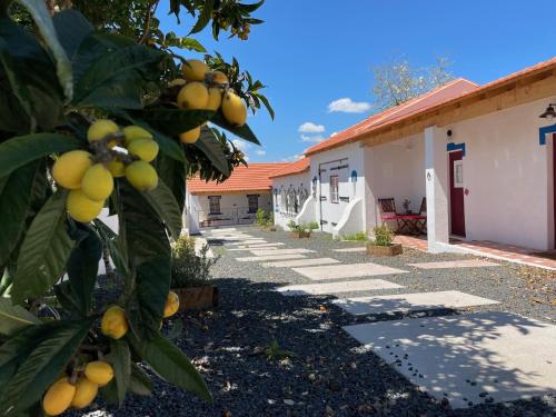 a bunch of oranges on a tree in front of a building at Casal de Santanna in Cartaxo
