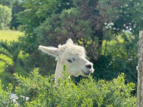 Gallery image of Pant y Rhedyn Glamping and camping site in Abergele