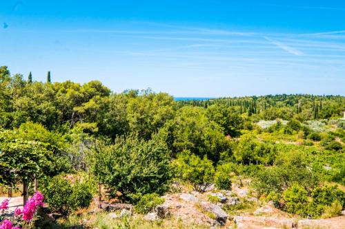 a view of a forest of trees and bushes at Le Petit 2 in Cilipi