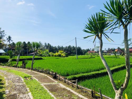 a palm tree next to a rice field at Villa JJ and Spa Ubud in Ubud