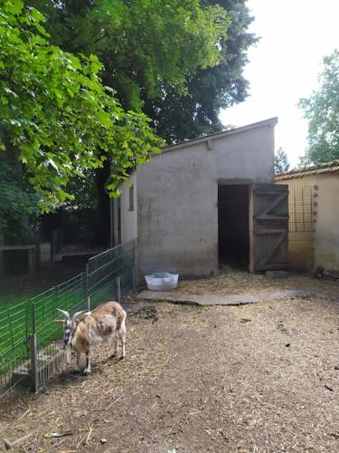a dog standing next to a fence next to a building at L'Echappée Belle in Chartres