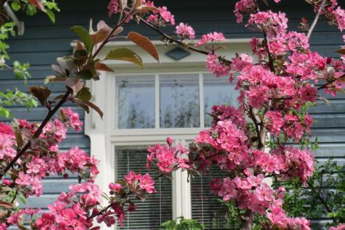 a window with pink flowers in front of a house at Lovely Mint Garden Studio in Vantaa