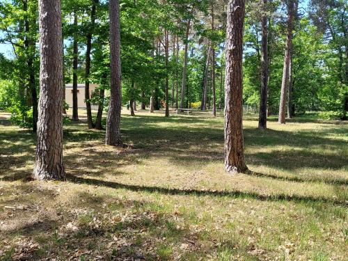 un groupe d'arbres dans un champ avec de l'herbe dans l'établissement Camping Onlycamp Les Pins, à Nançay