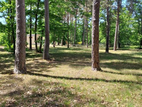 a group of trees in a field with grass at Camping ONLYCAMP LES PINS in Nançay