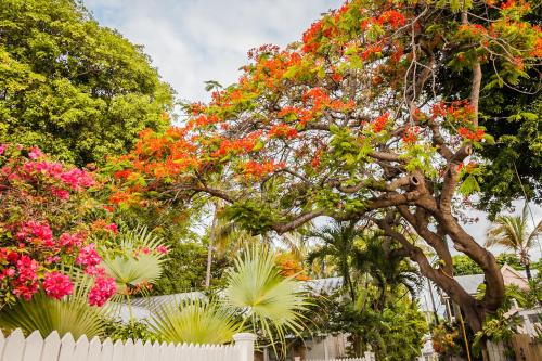 a tree with red flowers in front of a fence at Courtney's Place Historic Cottages & Inns in Key West
