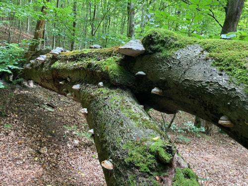 a fallen tree with moss on it in the woods at Potęgówka wege Kaszuby in Linia