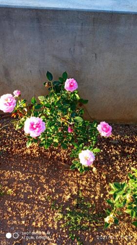 a group of pink flowers in a pot at Chácara Mig&Vá in Itupeva