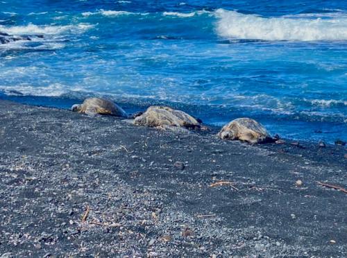 three turtles laying on the beach near the water at Beachfront 1 Bedroom Condo with Private Beach, Pool, Hot Tub in Pahala