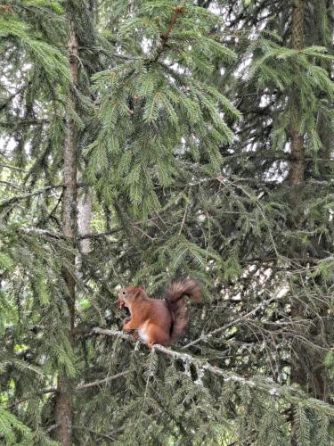 a squirrel sitting on top of a tree branch at Levomäki Farm Cottages in Ypäjä