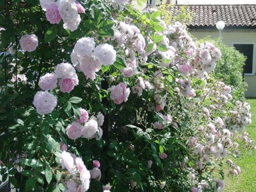 a bunch of pink flowers on a bush at Particolari del Brenta in Oriago Di Mira