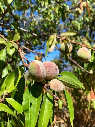 a bunch of fruit on a tree with leaves at La casa blu deluxe in Lipari