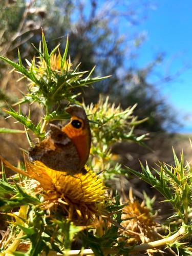 a bird is sitting in a pine tree at La casa blu deluxe in Lipari