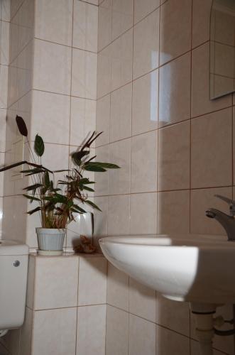 a bathroom with a sink and a potted plant at Veda Guest House in Pomorie