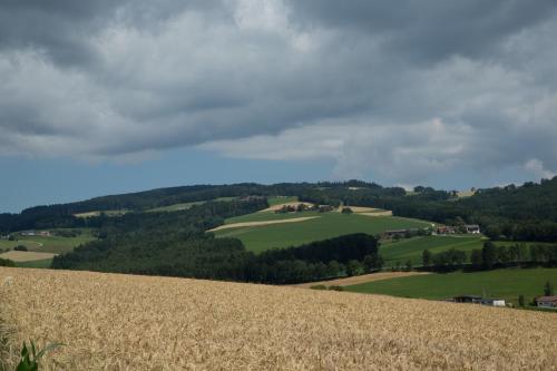 a view of a field of wheat on a hill at Krumbacherhof in Krumbach Markt
