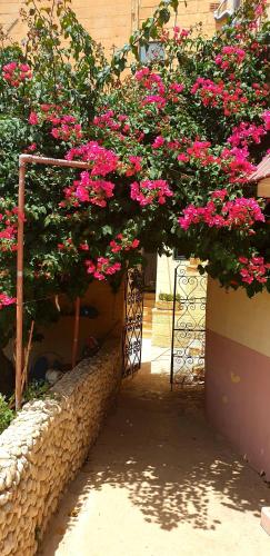 Ein paar rosa Blumen hängen von einem Gebäude in der Unterkunft B&b Seaview terrace in Għajnsielem