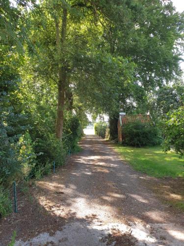 a dirt road with trees on the side of it at Westert Hoeve in Vriescheloo