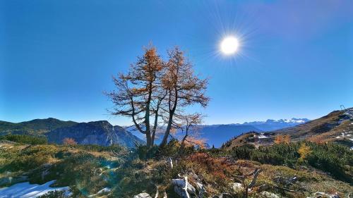 a tree on a mountain with the sun in the sky at Berglebnis in Tauplitz