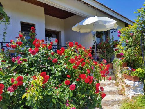 a garden with red flowers and an umbrella at House Albena in Durankulak