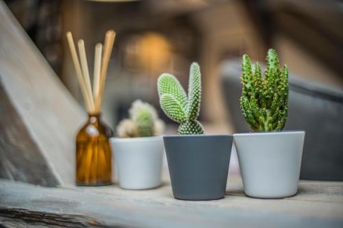 four plants in white pots sitting on a table at Apartamenty Rymanów in Rymanów