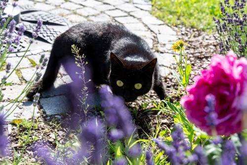 a black cat walking in a garden with flowers at Landhotel Gottinger in Waldkirchen