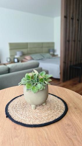a plant in a vase sitting on a table at Mona Apartamentai in Telšiai