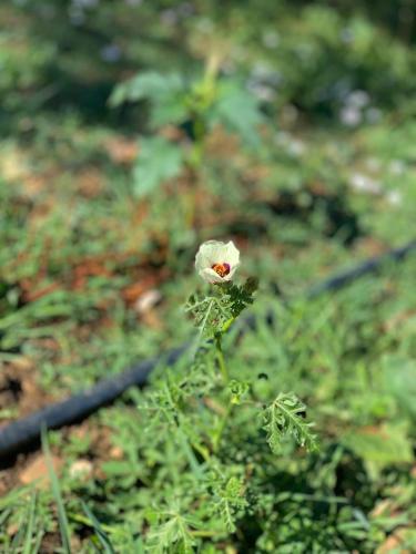 a small white flower on a green plant at VILA DISHA in Tirana