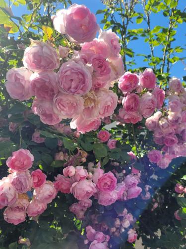 a bunch of pink roses hanging from a tree at Ferienwohnung Meeresbrise in Aventoft