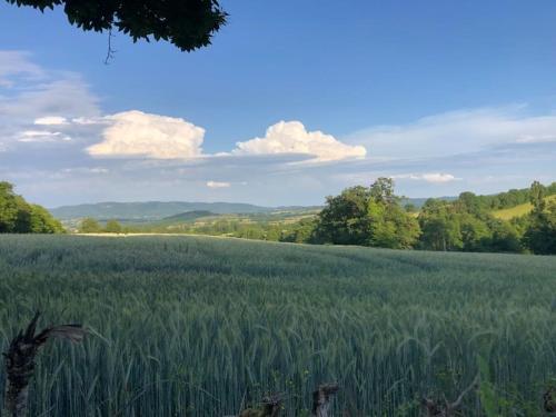 a field of tall green grass with trees in the background at Maison Montcharmont in Étang-sur-Arroux