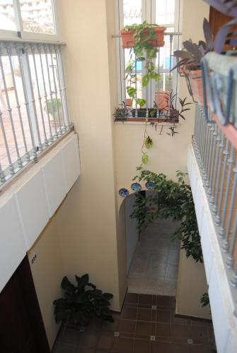 a hallway with stairs with plants and windows at Hostal Italia in Fuengirola