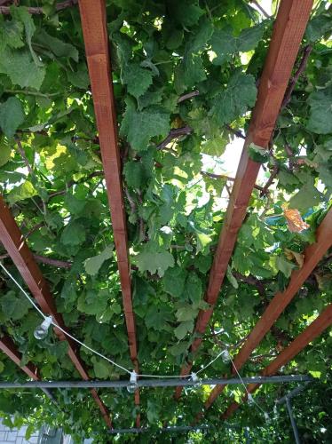 a ceiling covered in green ivy in a building at Aegean Touch Beach House in Artemida