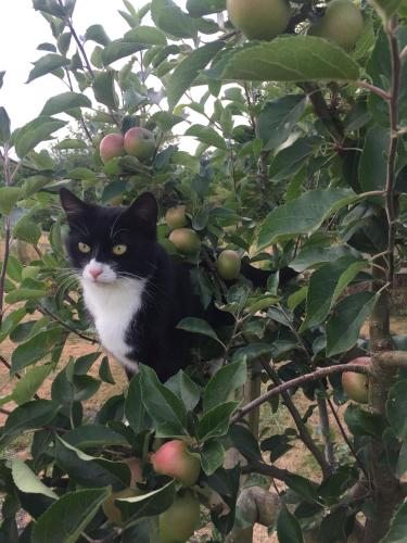 a black and white cat sitting in an apple tree at The Shepherd's Hut with cozy logburner in Wrexham