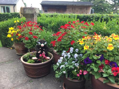 a teddy bear sitting in a pot of flowers at The Shepherd's Hut with cozy logburner in Wrexham