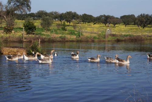 a group of ducks swimming in the water at Agro-Turismo Monte da Galega in Mina de São Domingos