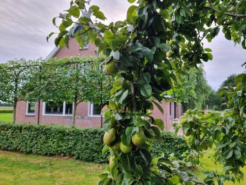a tree with apples growing on it in front of a house at De Schotse Hooglander in Smilde