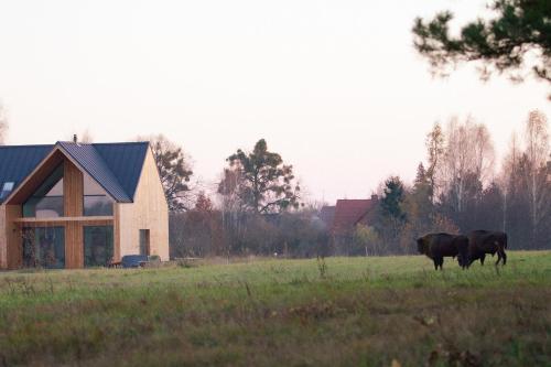 two cows grazing in a field in front of a house at TATANKA Dom w Puszczy & SPA na Polanie in Białowieża