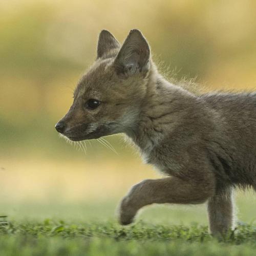 a young fox cub running in the grass at Estancia Iberá in Colonia Carlos Pellegrini