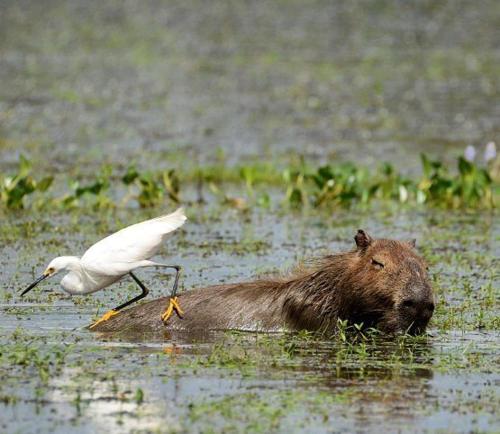 a bird standing on top of a bear in the water at Estancia Iberá in Colonia Carlos Pellegrini
