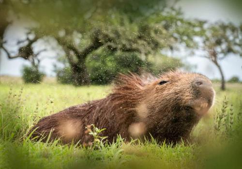 a hedgehog laying in the grass in a field at Estancia Iberá in Colonia Carlos Pellegrini