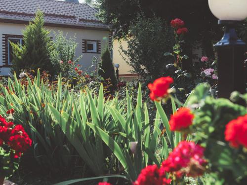 a garden with red flowers in front of a house at Selena in Qusar