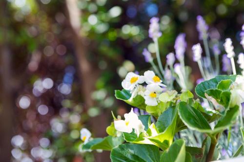 a bunch of white flowers with green leaves at Murè Hotel Numana in Numana