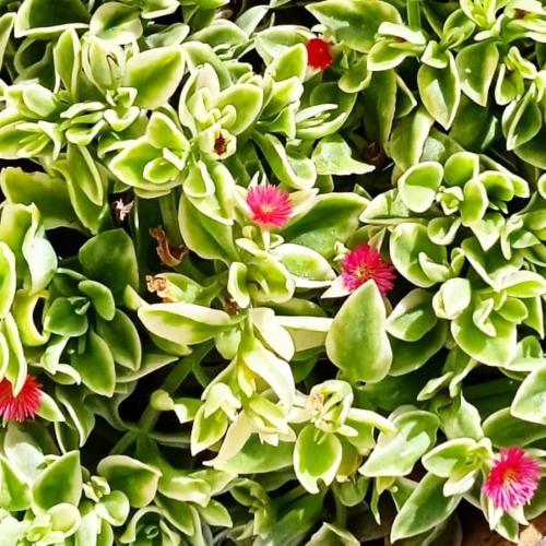 a group of green plants with pink flowers at Nicuzza in Martano