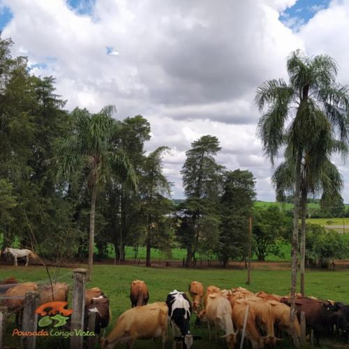 a herd of cows grazing in a field with palm trees at Pousada Longe Vista in Tibagi