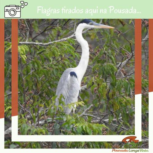 a large white bird sitting in a tree at Pousada Longe Vista in Tibagi