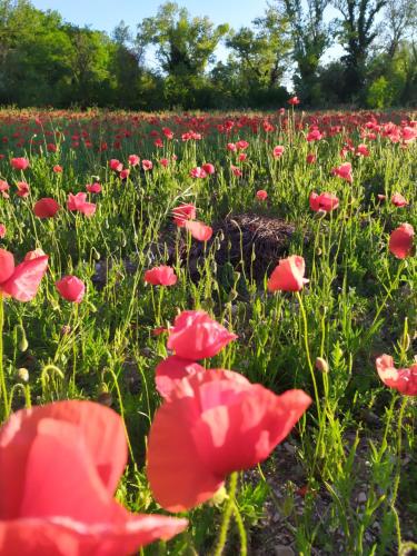a field of red flowers with trees in the background at Camere le cascatelle in Assisi