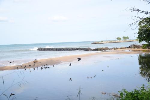 eine Gruppe von Vögeln, die am Strand stehen in der Unterkunft JAGA HOME in Tangalle