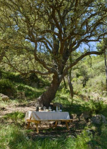 a picnic table under a tree in the shade at Torre del Marqués Hotel Spa & Winery - Small Luxury Hotels in Monroyo