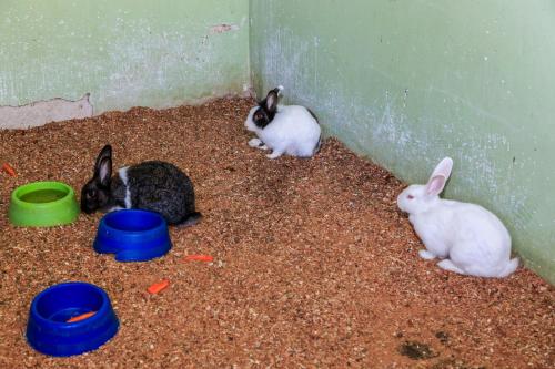 a group of three rabbits in a cage at Indaiá Praia Hotel in Bertioga