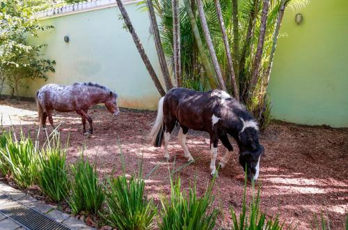 two horses standing next to a building at Indaiá Praia Hotel in Bertioga