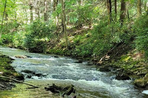 a stream in the middle of a forest at Trails and Creek On-Site Tranquil Greentown Cabin in Greentown